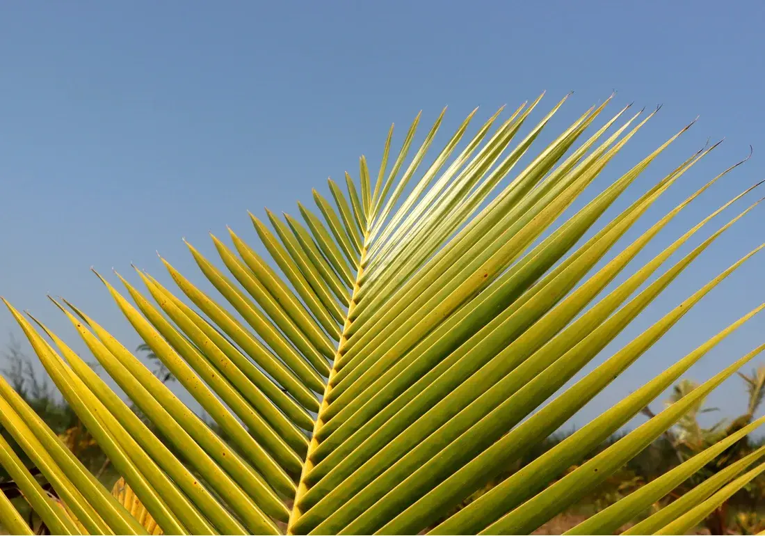 Leaves on Lines