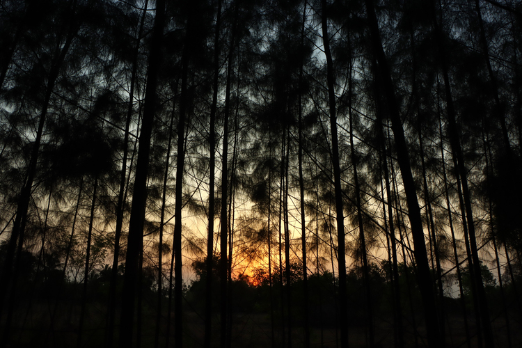 landscape-img